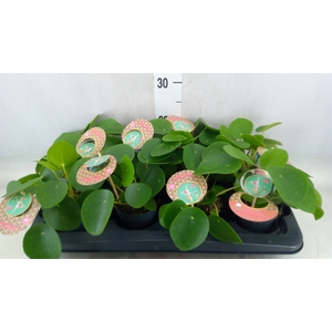 Pilea peperomoides
