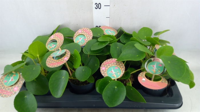 <h4>Pilea peperomoides</h4>
