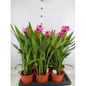 Curcuma alism. 'Siam Splash'