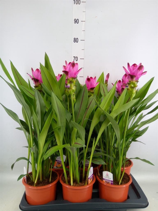 <h4>Curcuma alism. 'Siam Splash'</h4>