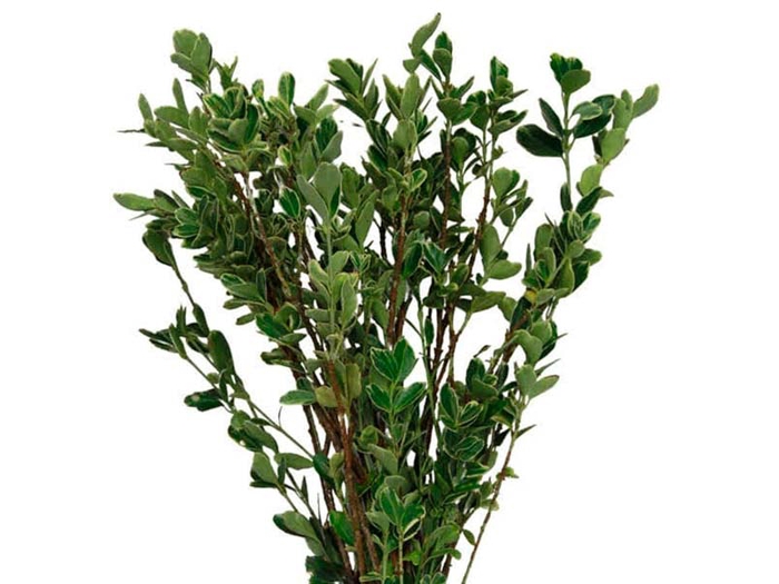 <h4>FOLH IVONE VARIEGATA</h4>