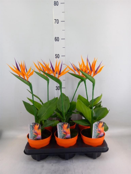 <h4>Arr.  Strelitzia L%</h4>