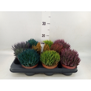 Aloe aristata