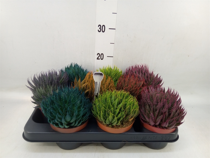 <h4>Aloe aristata</h4>