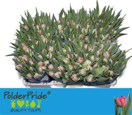 <h4>Tu Du Flash Point</h4>