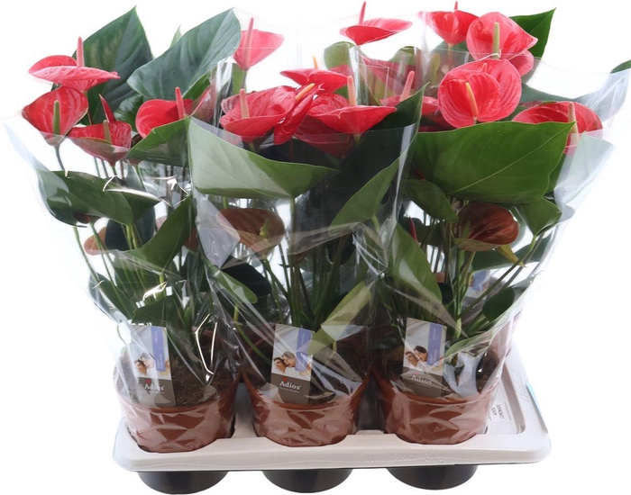 <h4>Anthu An Adios Lemonade</h4>