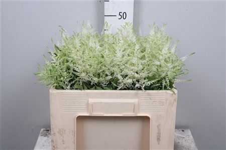 <h4>Astilbe japonica 'Whasingthon'</h4>