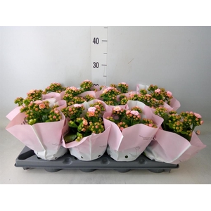 Kalanchoe blos.   ..