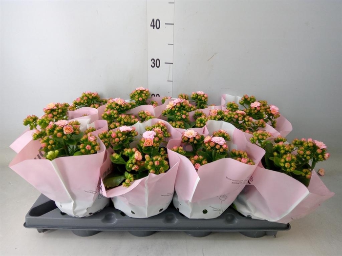 <h4>Kalanchoe blos. ..</h4>