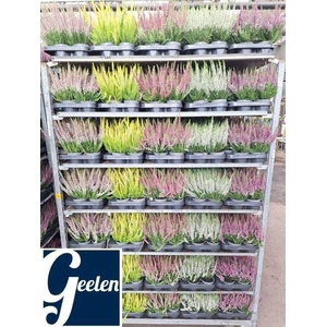 Calluna Beauty Ladies gemengd
