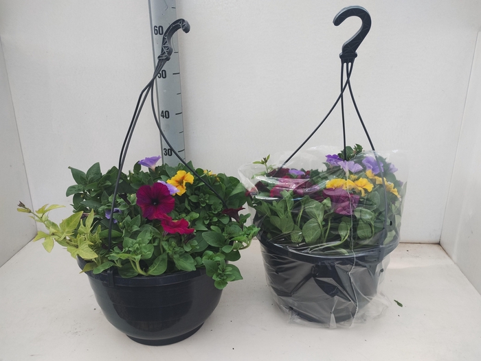 <h4>Perkpl Gem In Pot</h4>