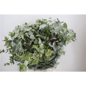 EUC CINEREA PER BOS