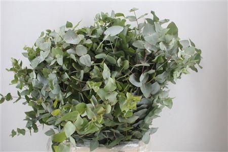<h4>EUC CINEREA PER BOS</h4>