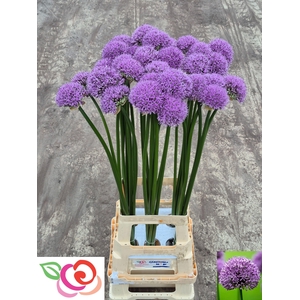 Allium Gladiator