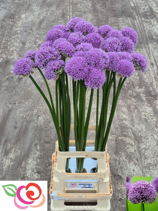 <h4>Allium Gladiator</h4>