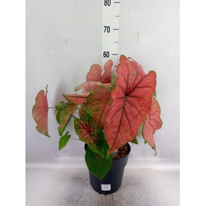 Caladium   ...