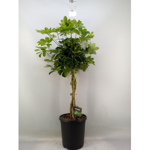 Schefflera arbor. 'Gold Capella'