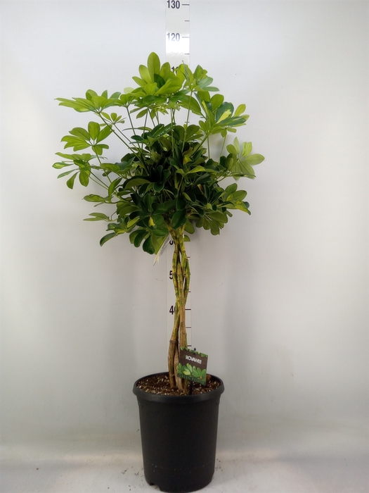 <h4>Schefflera arbor. 'Gold Capella'</h4>