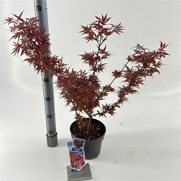 <h4>Acer pal. 'Shaina'</h4>