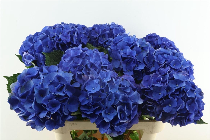 <h4>Hydr M Fa Anne 80-22</h4>