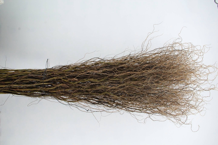 SALIX TORTUOSA