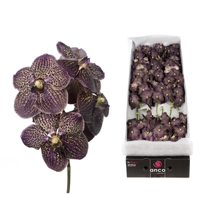 Vanda 16 tak Chocolate brown