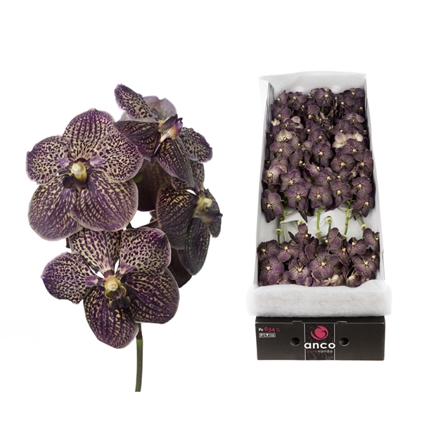 <h4>Vanda 16 tak Chocolate brown</h4>