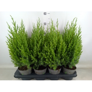 Juniperus chinensis 'Stricta'