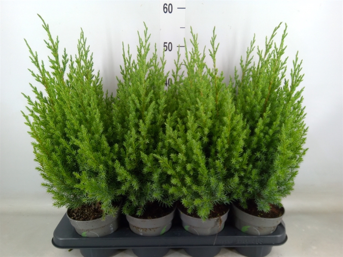 <h4>Juniperus chinensis 'Stricta'</h4>
