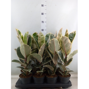 Ficus elastica 'Tineke'