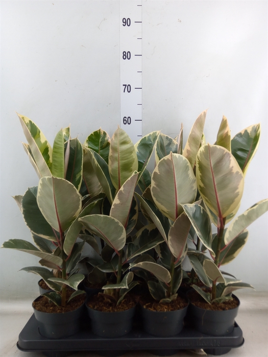 <h4>Ficus elastica 'Tineke'</h4>