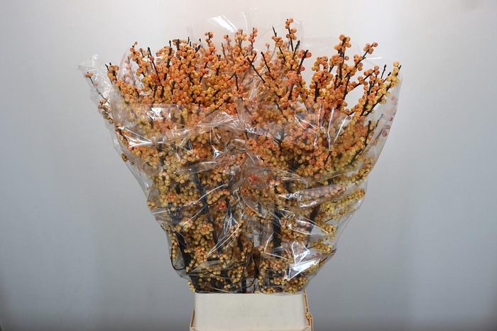 <h4>Ilex Cresgold</h4>