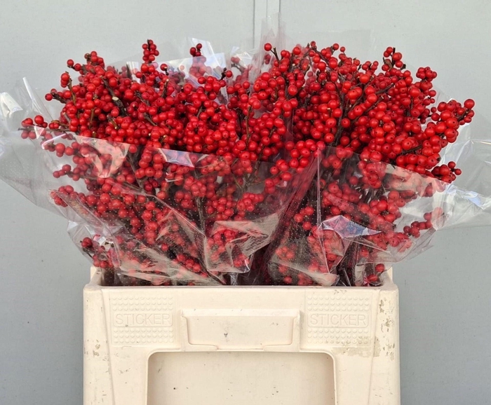 <h4>ILEX VERT. BES 60CM</h4>