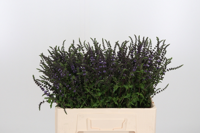 <h4>Mentha Purple Sensation</h4>