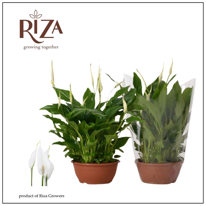 <h4>Spathiphyllum 17 cm Chopin blanco hoes</h4>
