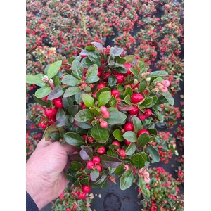 Gaultheria pro. Kings
