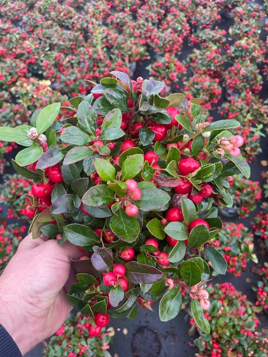 <h4>Gaultheria pro. Kings</h4>