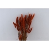 Dried Setaria X5 Orange Bunch