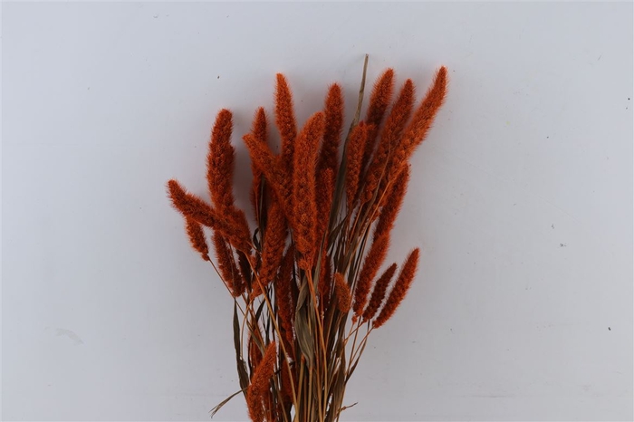 Dried Setaria X5 Orange Bunch