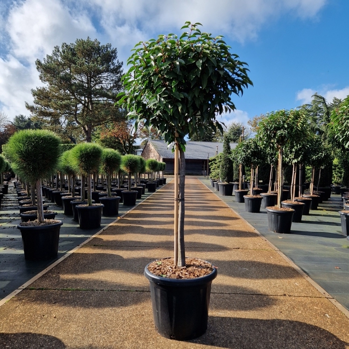 <h4>Prunus lusitanica 'Angustifolia' Stem P44</h4>