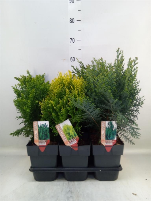 <h4>Conifers ...mix</h4>