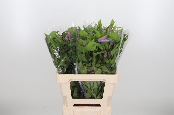 <h4>Clem Amazing London</h4>