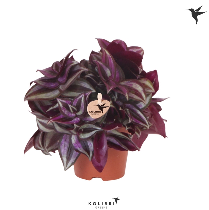 <h4>Kolibri Greens Tradescantia Zebrina</h4>