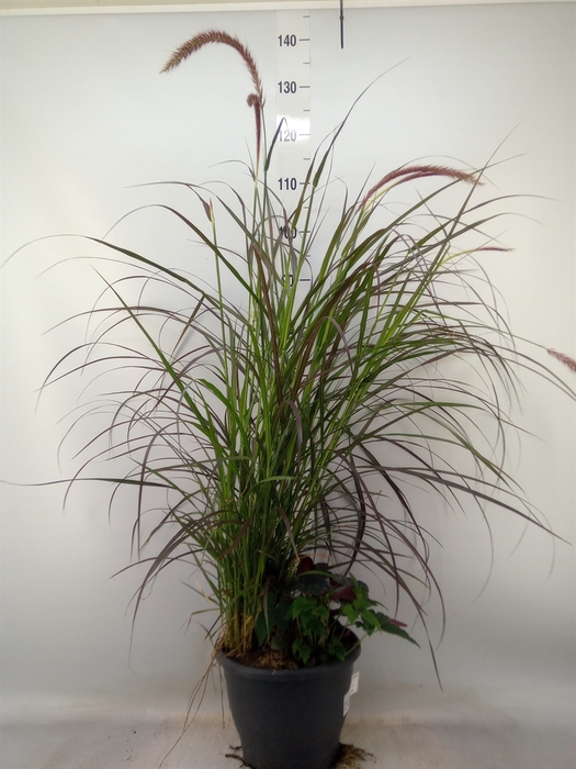 <h4>Vaste pltn   ...mix in pot [Perenni</h4>