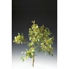 Euca Populus 300 Gram Za