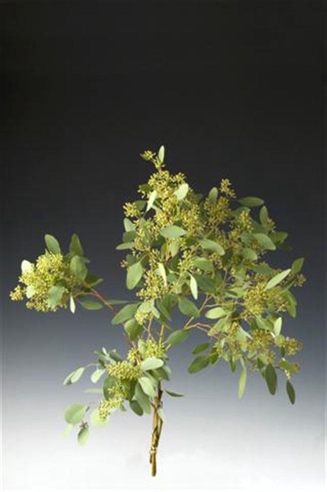 <h4>Euca Populus 300 Gram Za</h4>
