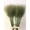 CALAMAGROSTIS BRACHY