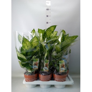 Dieffenbachia  'Compacta'