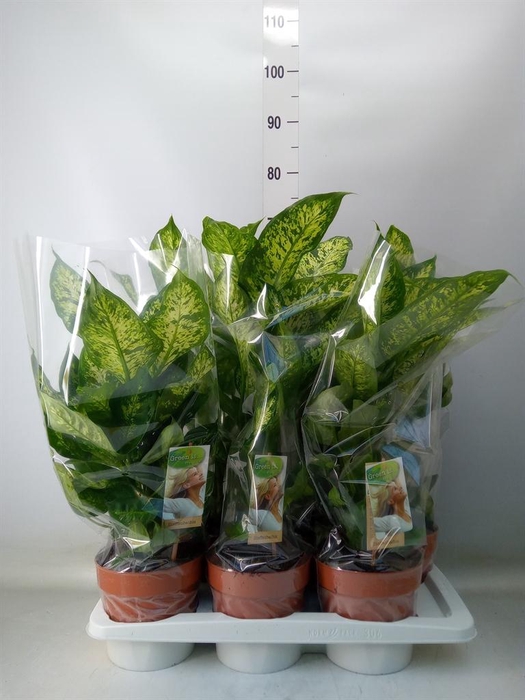 <h4>Dieffenbachia 'Compacta'</h4>