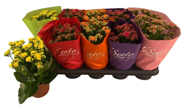 <h4>Kalanchoe gevuld gemengd</h4>